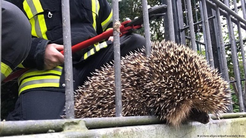 Еж застрял в заборе в Германии