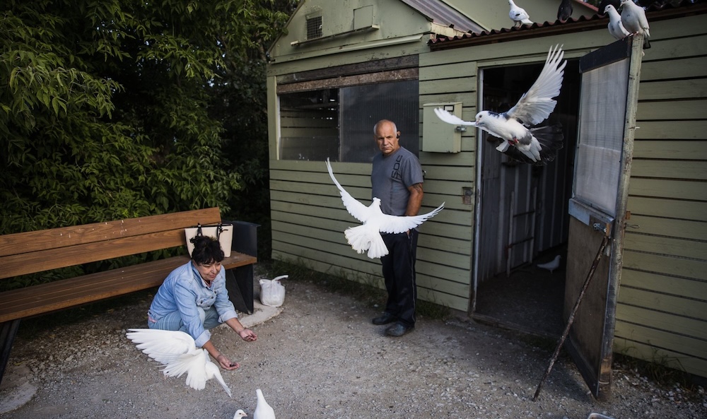Голубятня в Тондираба парке в Таллине. Фото: delfi.ee.