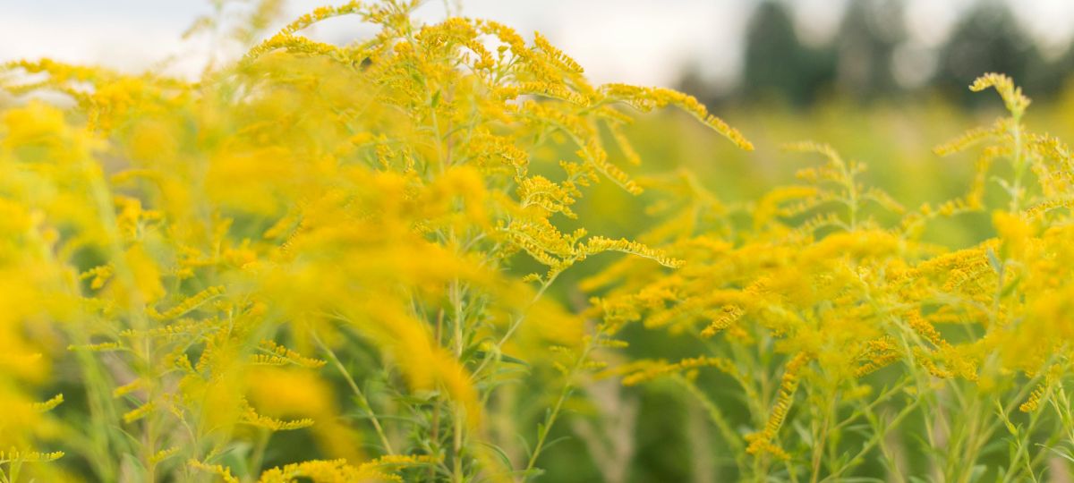 Золотарник, инвазивное растение, поле