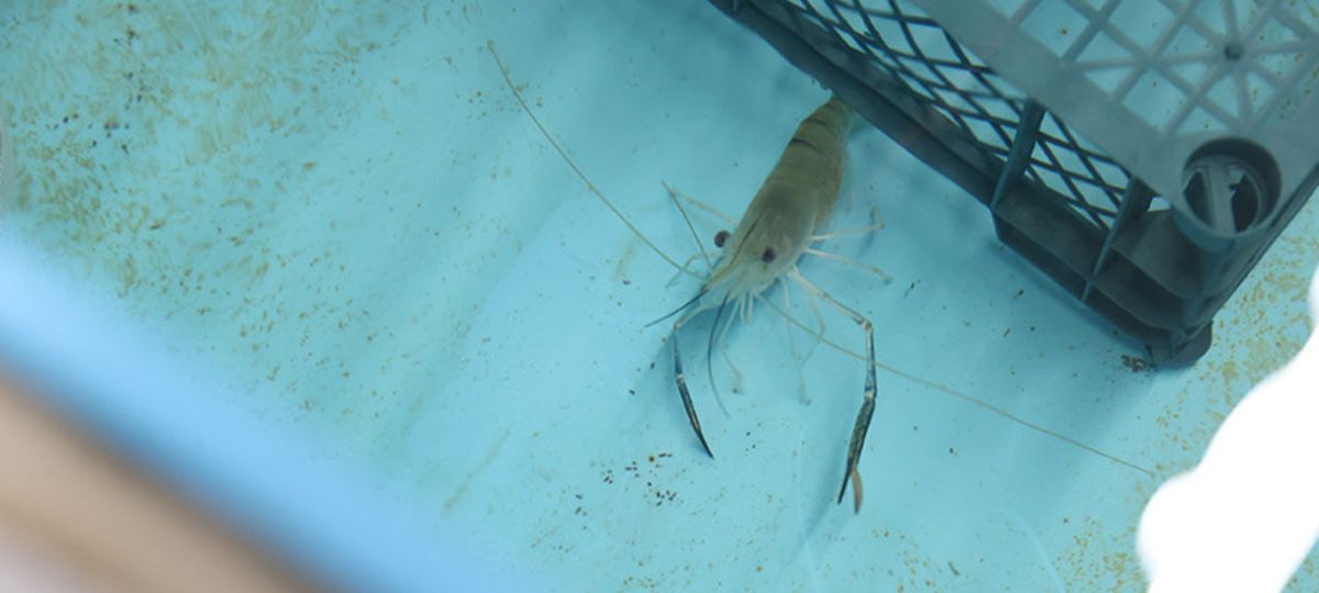 Креветки, ферма