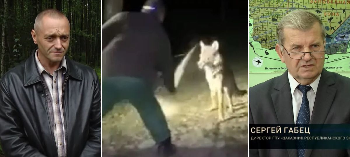 Убийство волчонка в заказнике «Выгонощанское». Коллаж BGmedia