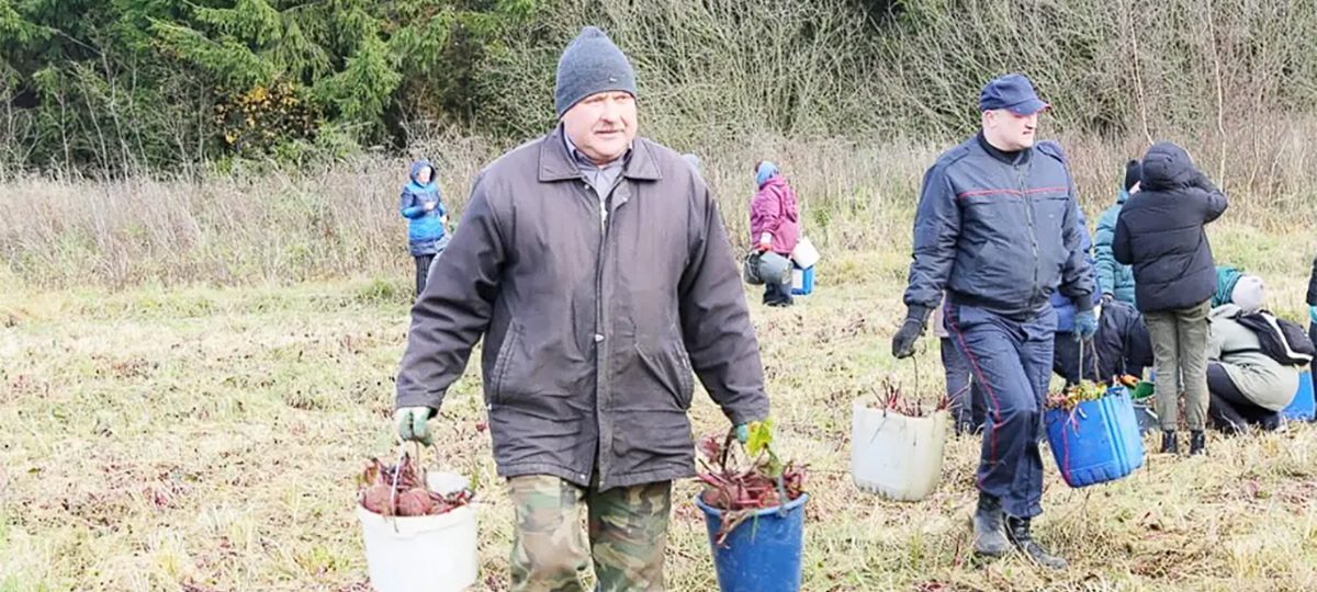 Дэпутаты збіраюць буракі