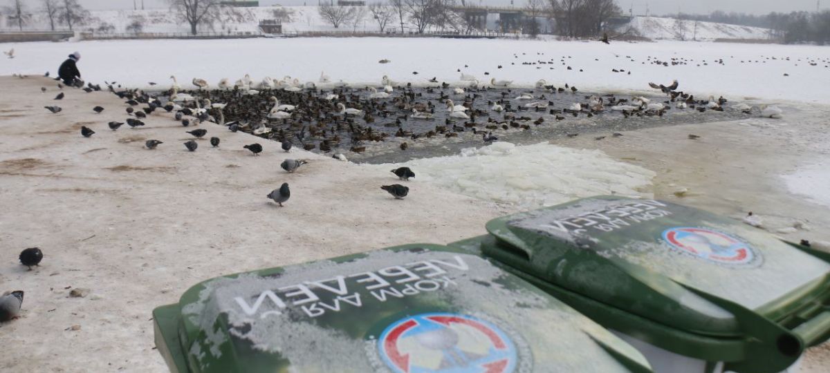 Лебеди, птицы, набережная