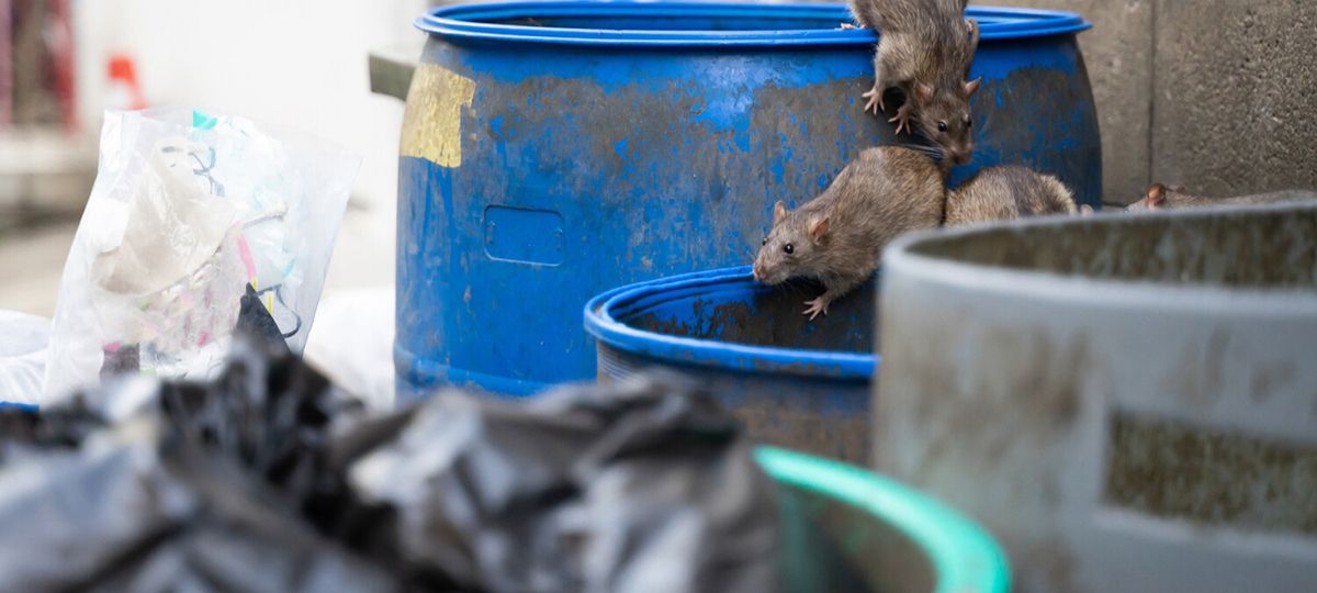 Крысы в мусоре