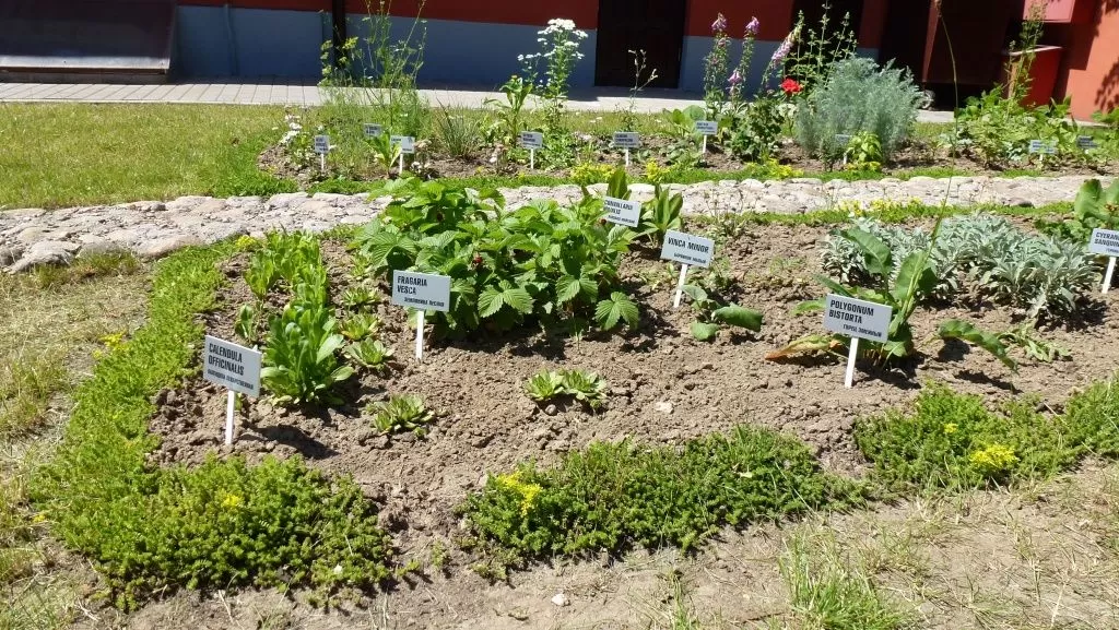 Аптекарский огород на заднем двре аптеки Лаевского.