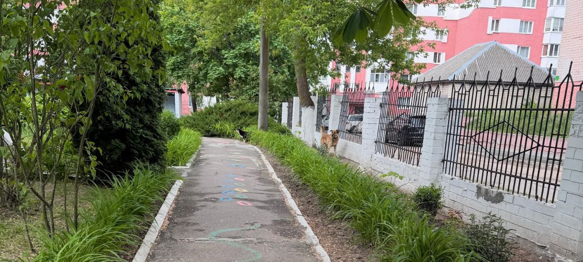 Собаки на территории десткого сада в Мозыре