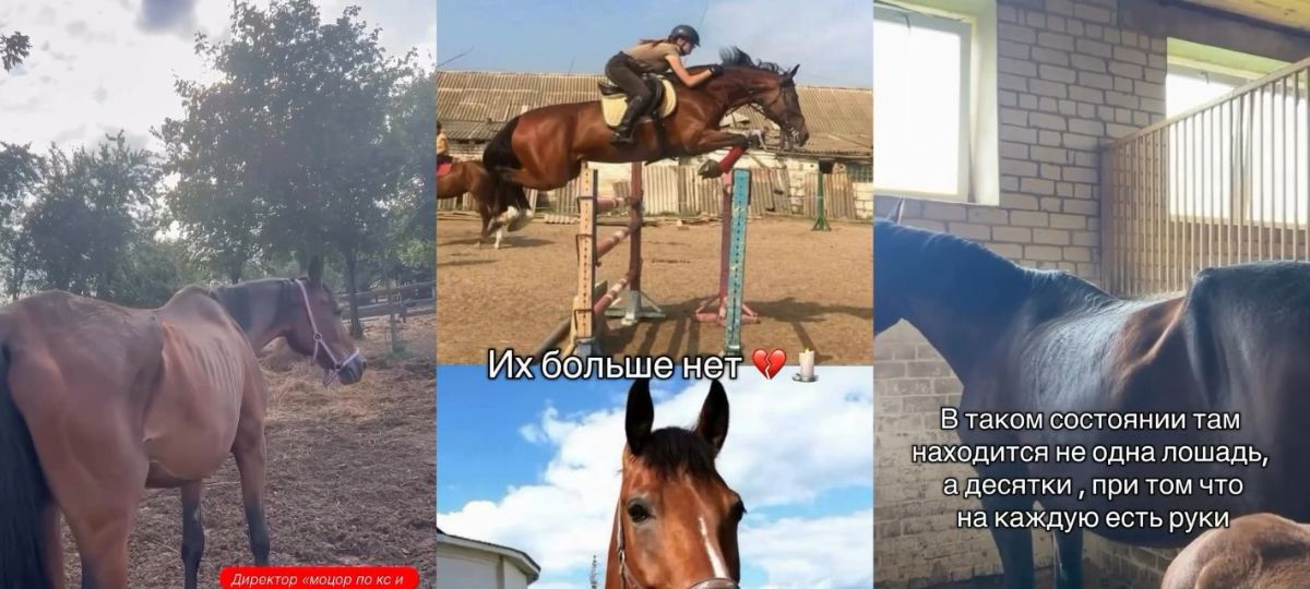Коллаж по спасению лошадей