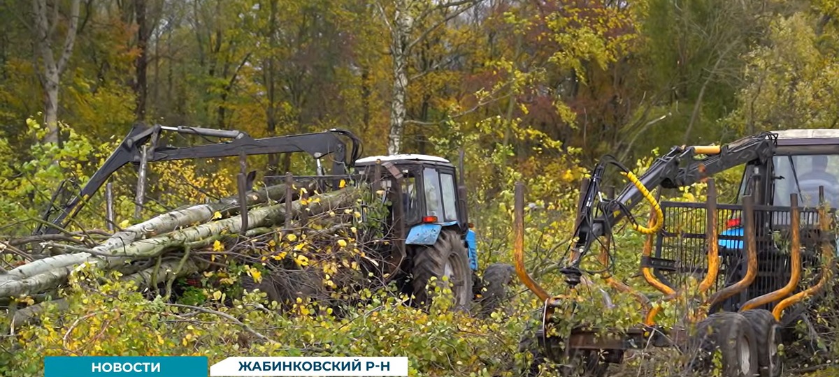 Вырубка деревьев в Жабинковском районе в октябре 2026 года. Скриншот видео ТРК «Брест»